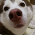 HeLz3