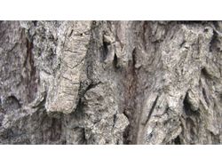 Текстура - "Кора дерева"