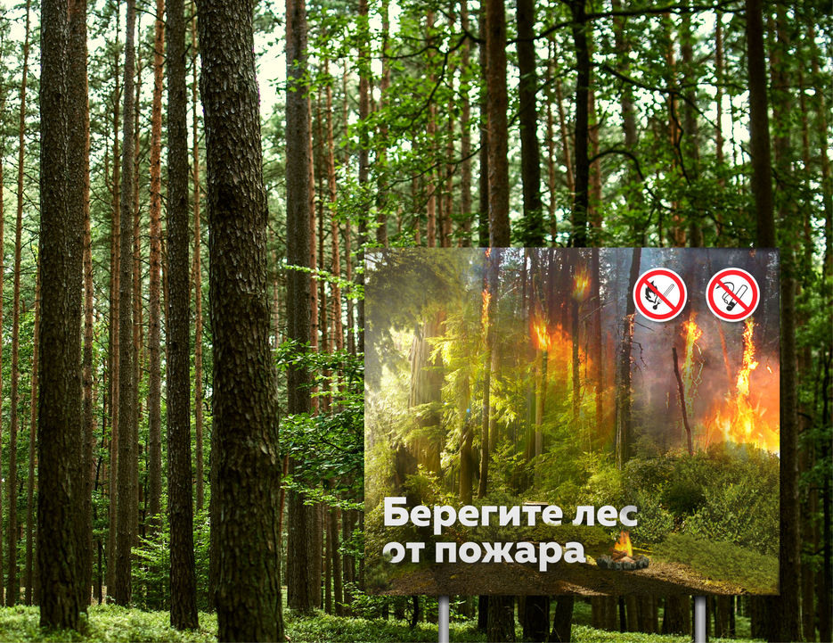 ЛЕС2.jpg