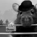 quansen