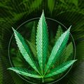 Marihuana