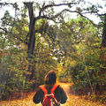 Forestrd