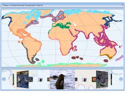 Зоогеографическое районирование мирового океана