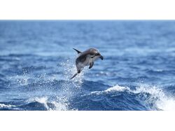 Переклад аналітики щодо збереження китоподібних
