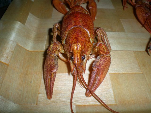 Вареные раки.jpg