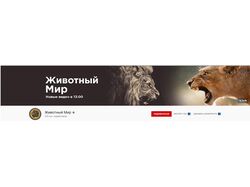 SEO оптимизация YouTube канала | Животные