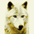 rusiyvolk