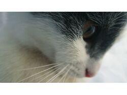 Котик)