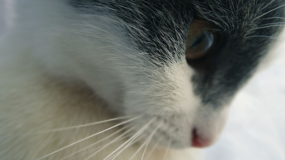 Котик.jpg