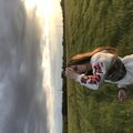 lelsh_