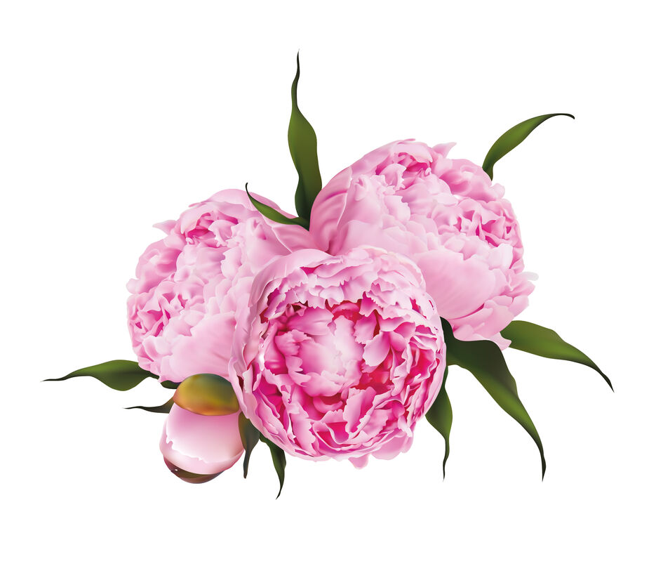 peony group.jpg