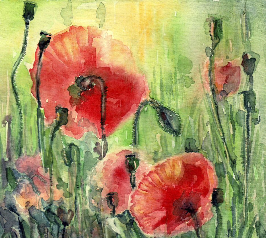 summer blooming poppies.jpg