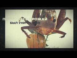 История одной тыквочки