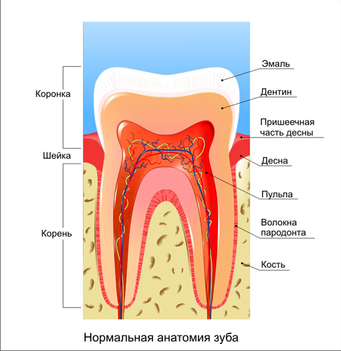 Зуб(вектор).jpg
