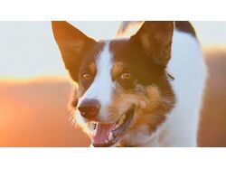 Woof