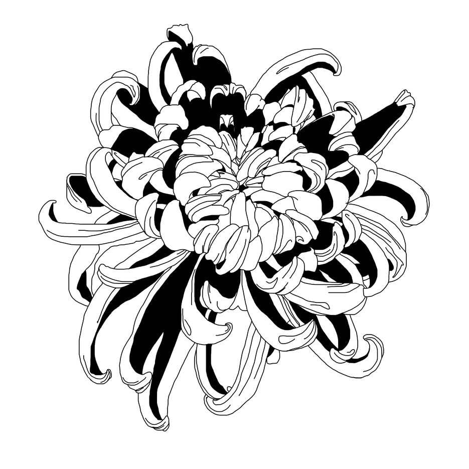 chrysanthemum 4.jpg