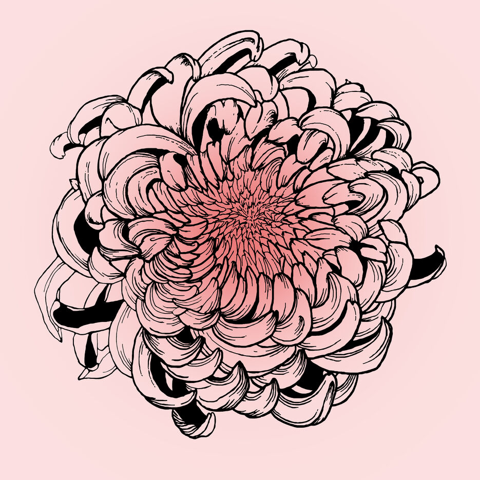 chrysanthemum 2.jpg
