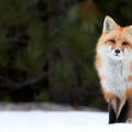 nicolefoxtrate