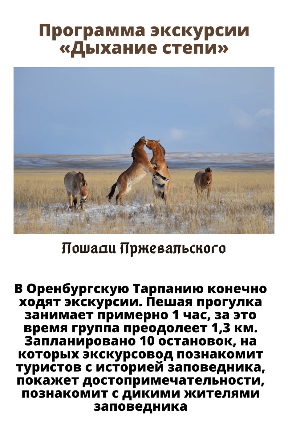 Лошади Прежевальского (3).png