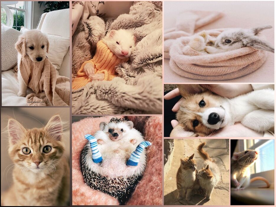 колаж.png