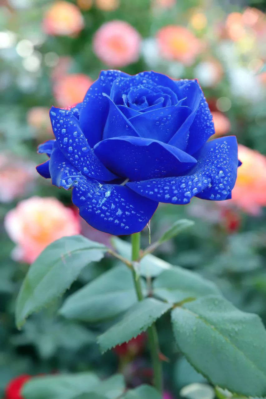 951ac8c78584394fb1c9ad61e1f542a1.png