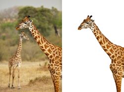 Вырезка из фона