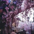 FlowerWorker
