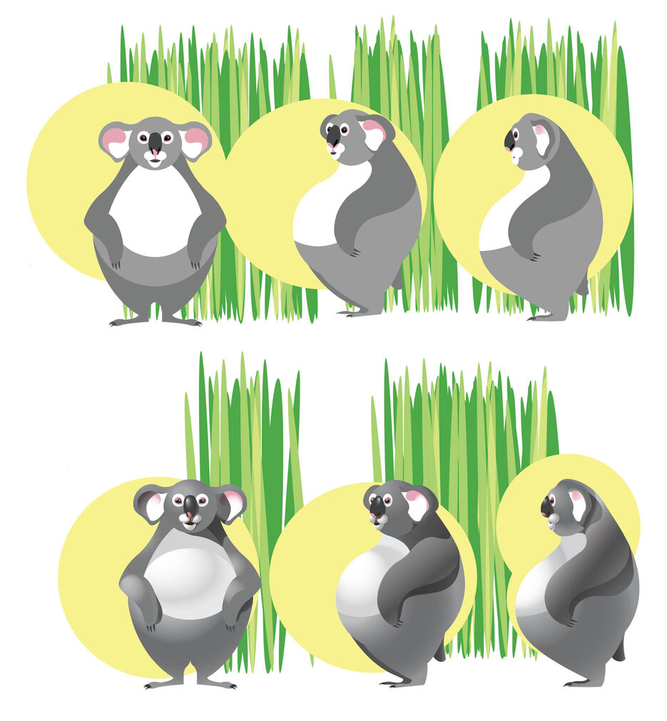 коала.jpg