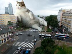 Большой кот сидит на улице