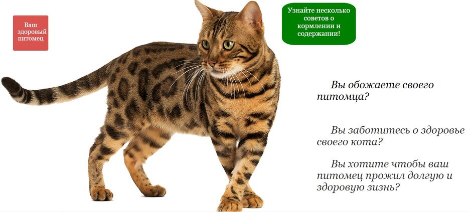 Cat.jpg