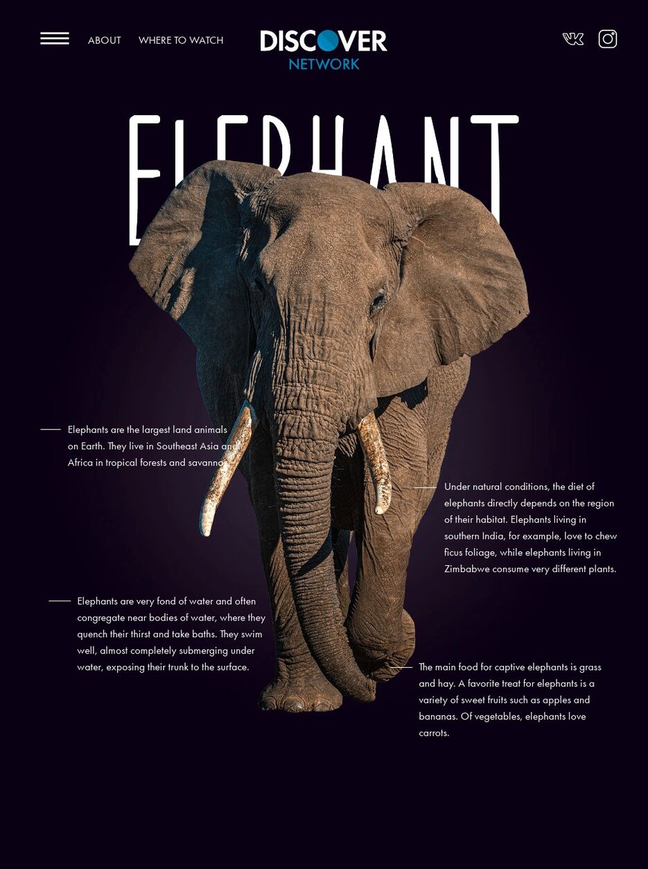 elephant.jpg