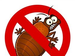 Уничтожение клопов  в Калуге