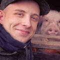Sus_Scrofa