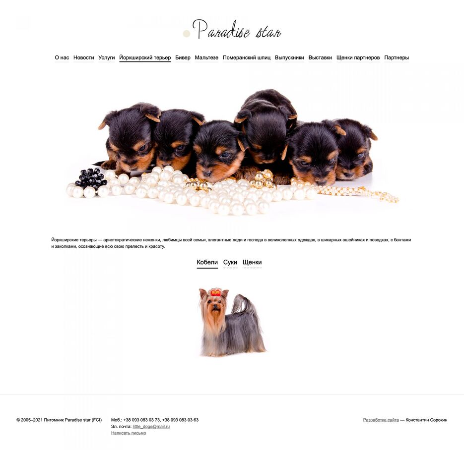 paradise-star-yorkshire-terrier-2880x2799.jpg