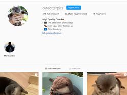 cuteotterpics