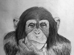 Рисунки