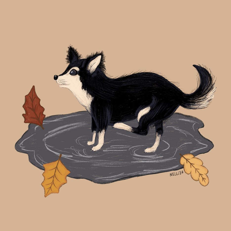 Собака в луже.jpg