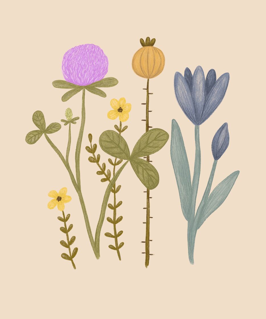 Полевые цветы.jpg