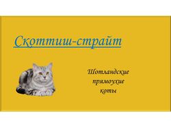 Презентация "Скоттиш-страйт"