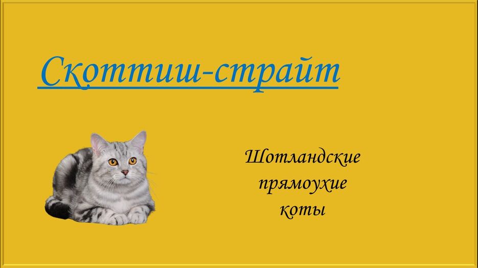 Скоттиш-страйт.jpg