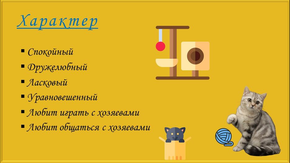 Скоттиш-страйт_2.jpg