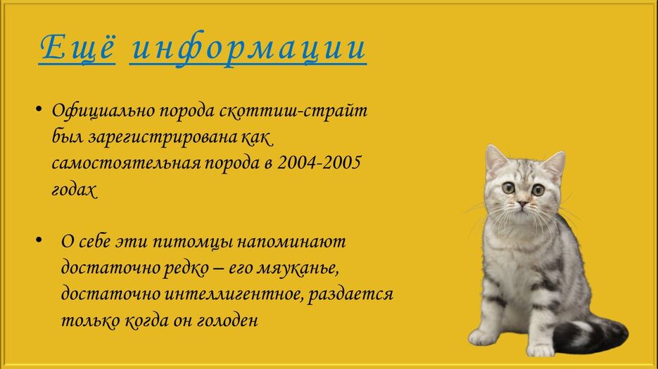 Скоттиш-страйт_3.jpg