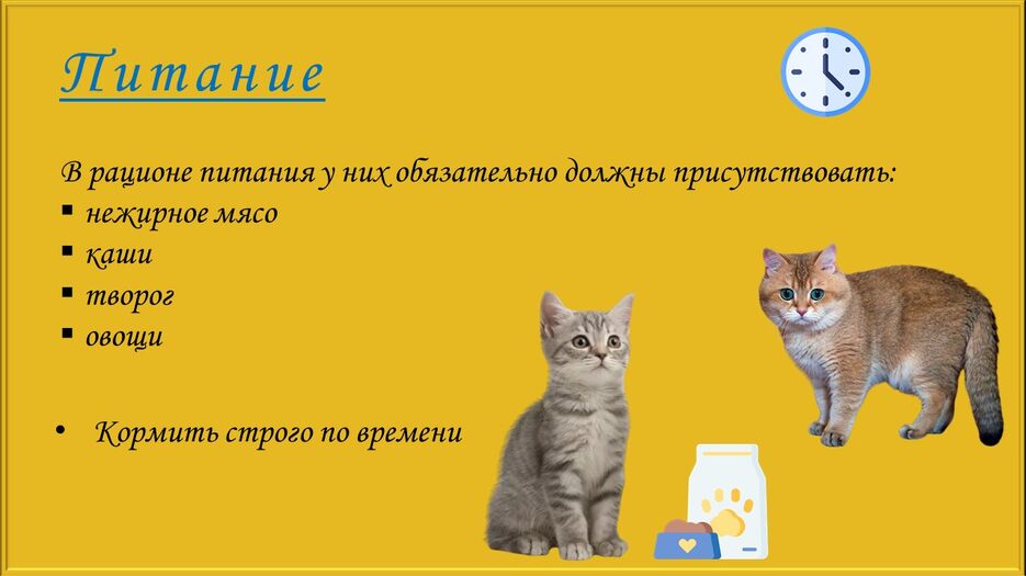 Скоттиш-страйт_4.jpg