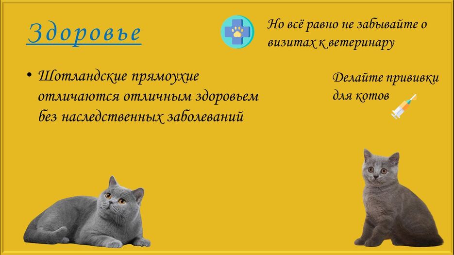 Скоттиш-страйт_5.jpg
