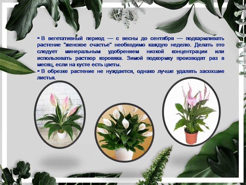 Слайд4.PNG