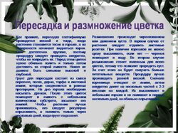 Спатифиллум