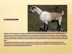 Альпийские козы