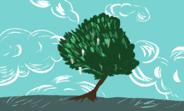 Баф_Акация_380на230.png