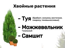 Дизайн объявления для питомника хвойных растений