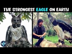 Harpy Eagle  - The Strongest Eagle on Earth